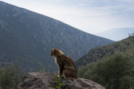 Chat en Grèce