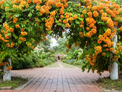 Jardin botanique de Penang, Malaisie