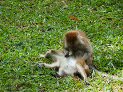 Singes dans le jardin botanique de Penang, Malaisie