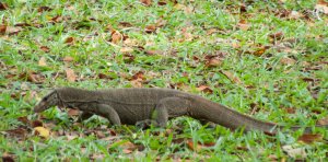 Jardin botanique de Penang, Malaisie