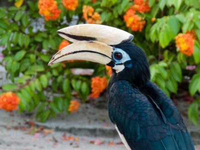 Calao, oiseau bicorne