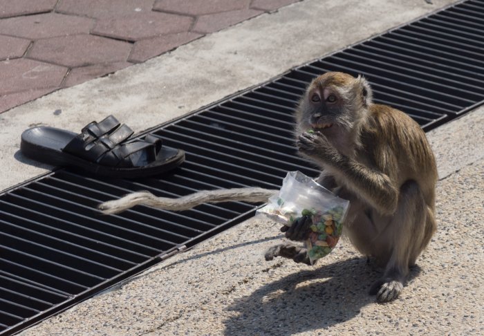 Un singe bien heureux, en Malaisie