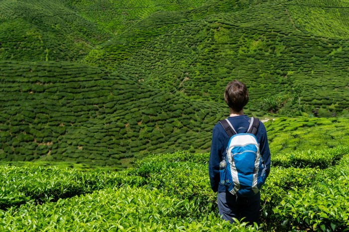 Plantation de thé, Cameron Highlands