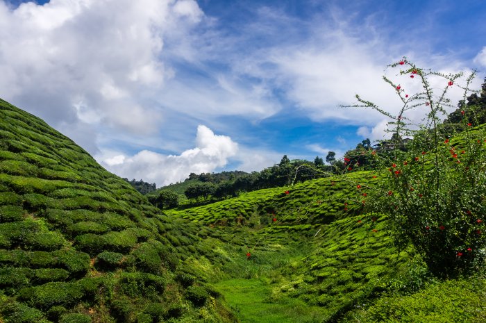 Plantations de thé, Cameron Highlands