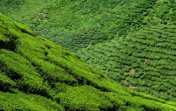 Cameron Bharat Tea Estate