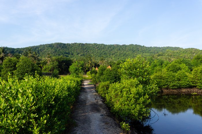 Mangrove, Karimunjawa, Indonésie