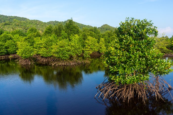 Mangrove