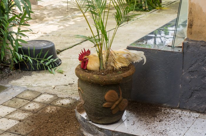 Poule dans un pot de plante