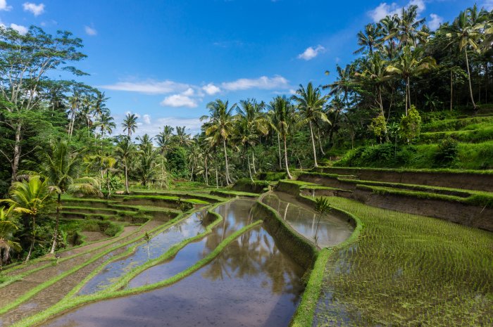 Rizières à Gunung Kawi, Bali, Indonésie