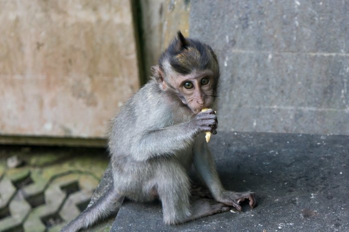 Monkey Forest, Ubud, Bali