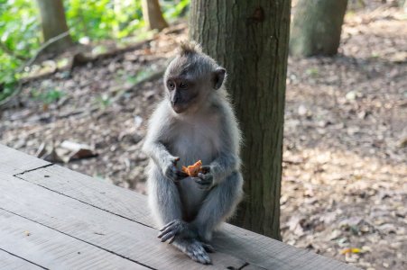 Monkey Forest, Ubud, Bali