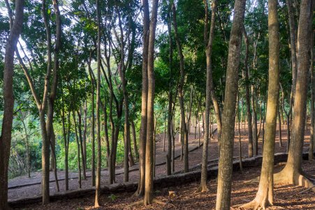 Monkey Forest, Ubud, Bali