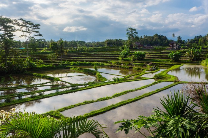 Rizières à Ubud, Bali