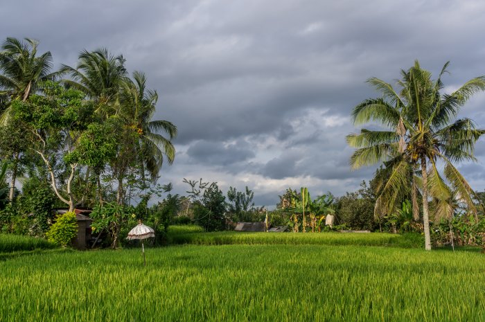 Rizières à Penestanan, Ubud, Bali