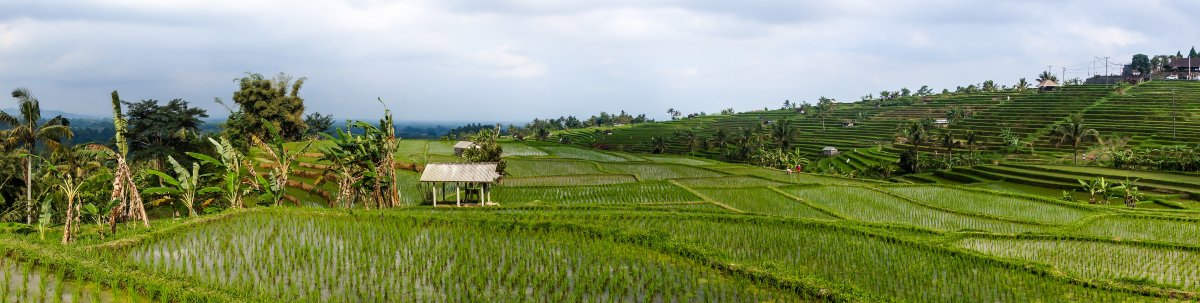 Rizières de Jatiluwih, Bali