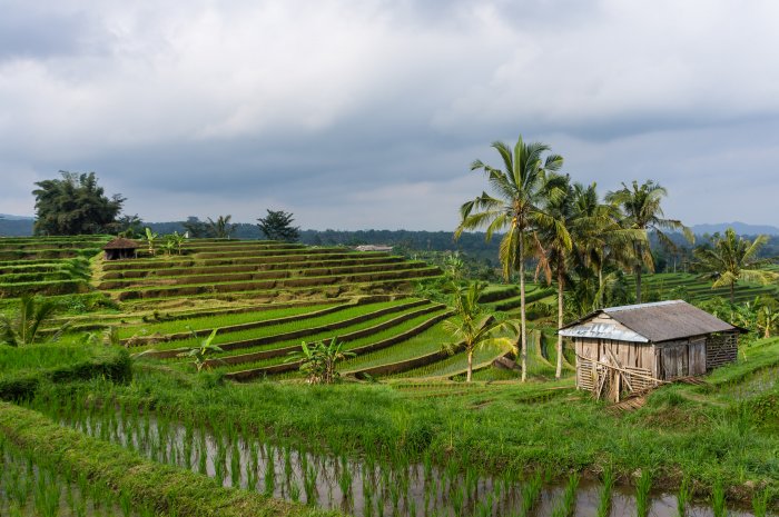 Jatiluwih, Bali