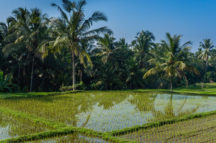 Rizières à Ubud, Bali, Indonésie