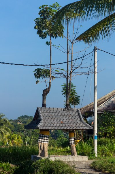 Temple autour d'un arbre à Bali