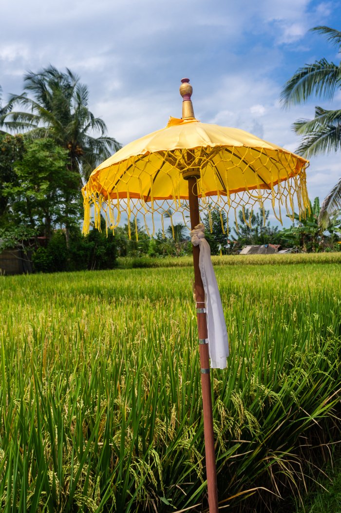 Parapluie et rizières à Ubud, Bali