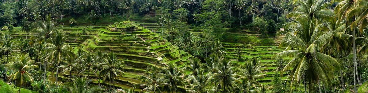 Rizières de Tegalalang, Bali