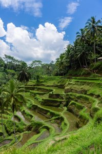 Rizières de Tegalalang, Bali