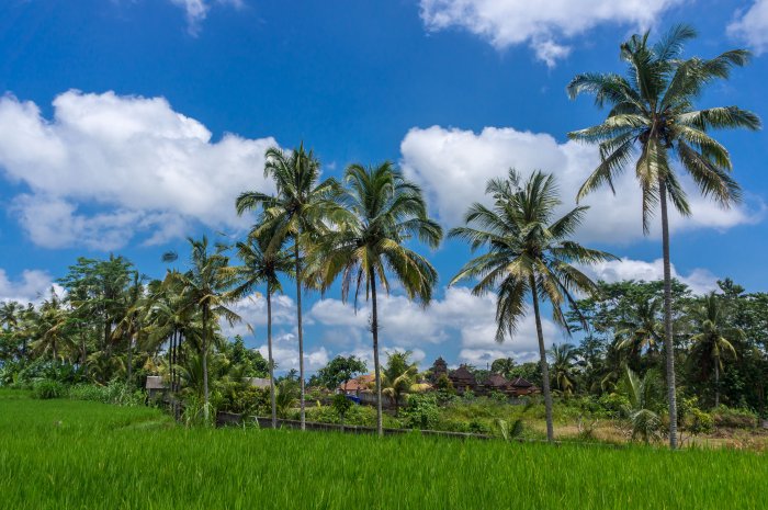 Rizières à Bali