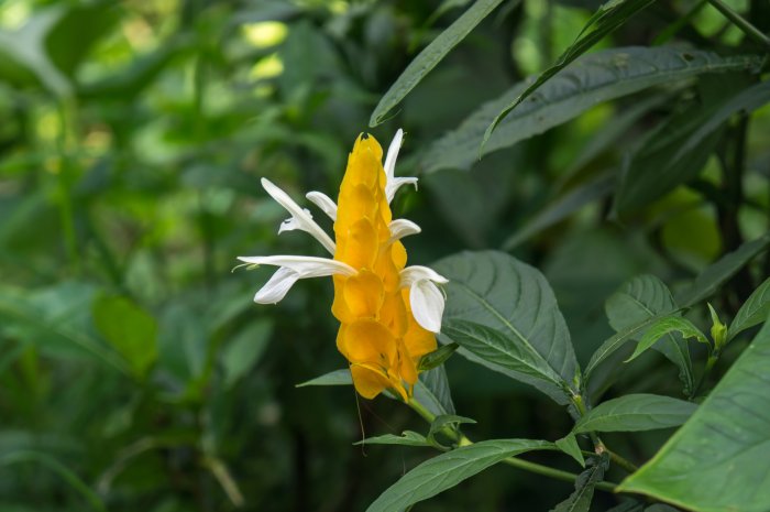 Pachystachys lutea