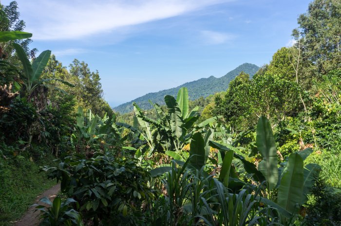 Bananiers près de la cascade de Gitgit, Bali