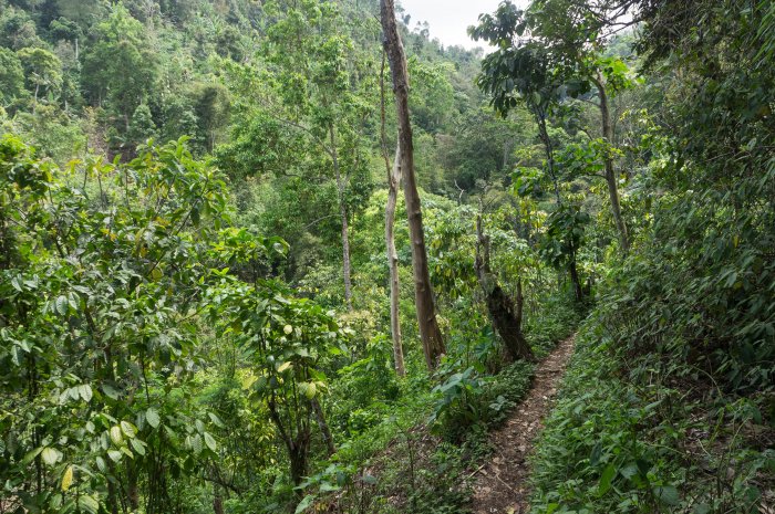 Randonnée à Munduk, Bali
