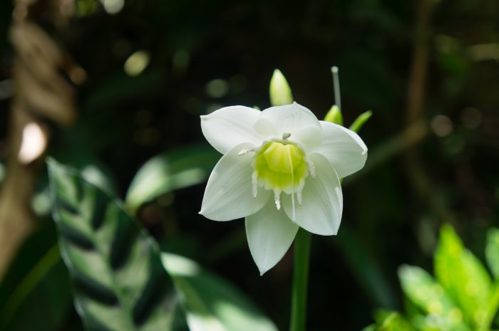 Fleur à Munduk, Bali