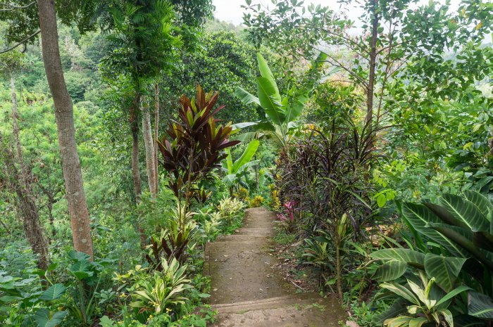 Marches vers la Melanting waterfall, Munduk, Bali