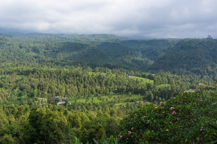 Rizières à Munduk, Bali