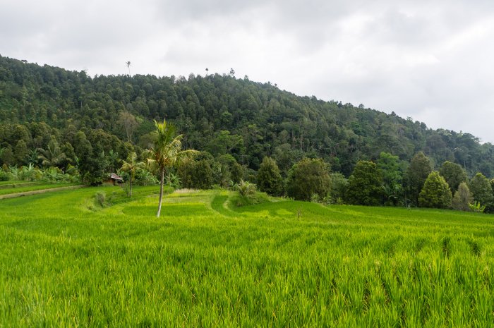 Rizières à Munduk, Bali