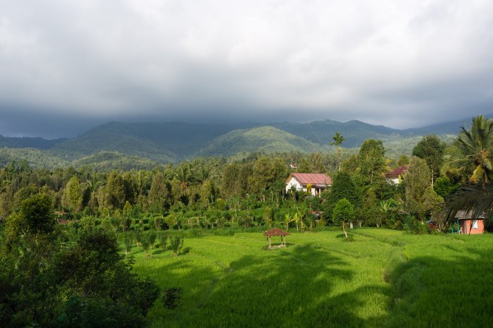 Rizières à Munduk, Bali