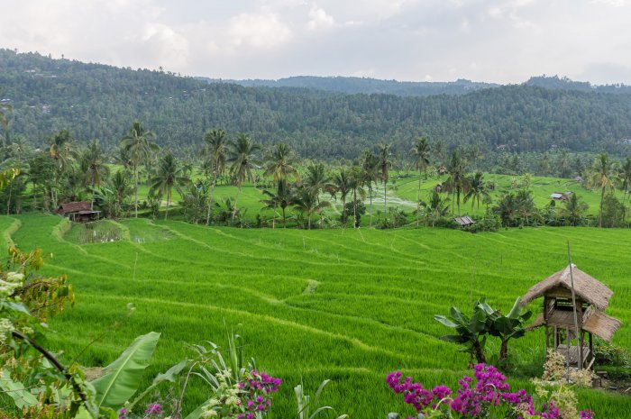 Rizières à Munduk, Bali