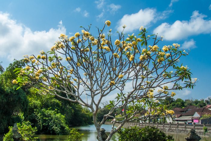 Un frangipanier jaune de Bali