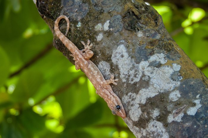 Gecko à Bali