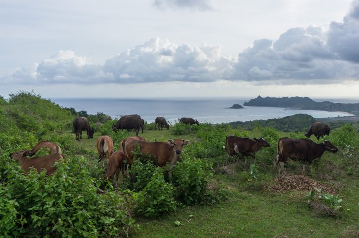 Vaches en bord de mer à Lombok