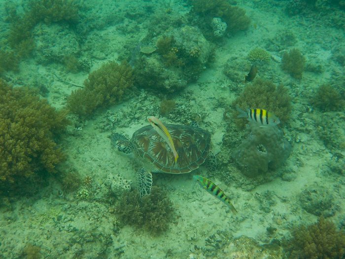 Tortue de mer à Gili Air