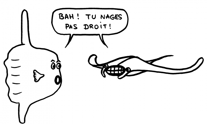 Dessin : Raie manta et poisson-lune