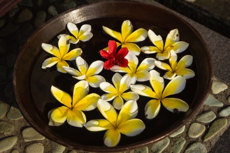 Fleurs de frangipanier