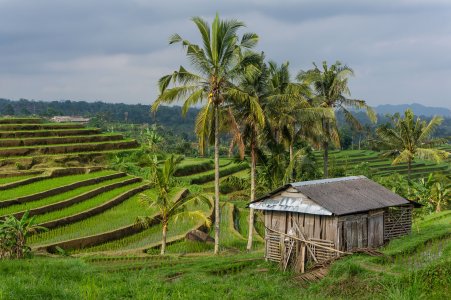 Rizières à Bali