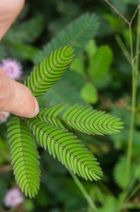 Mimosa pudique