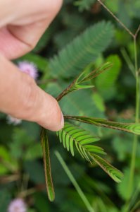 Mimosa pudique