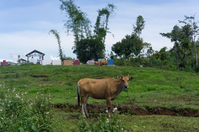 Ruteng, Flores