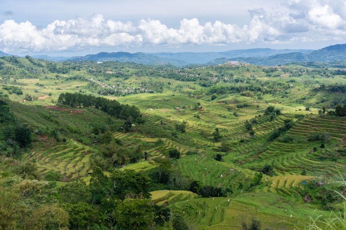 Rizières de Ruteng, Golo Curu