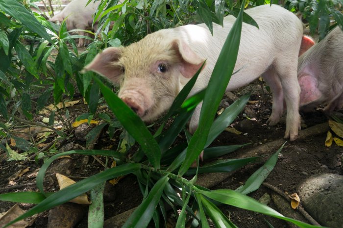 Cochon indonésien