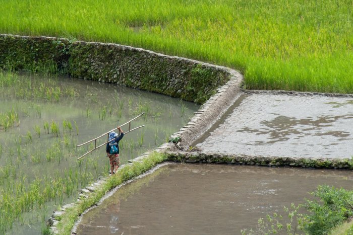 Rizières de Batad, Philippines