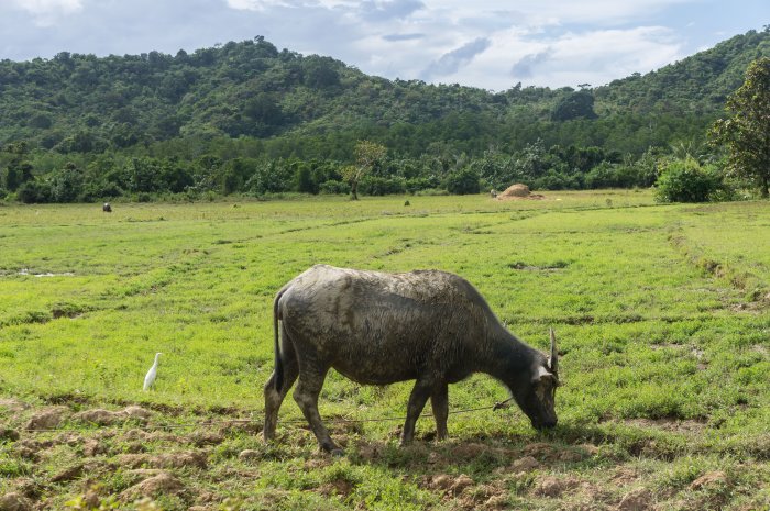 Buffle aux Philippines