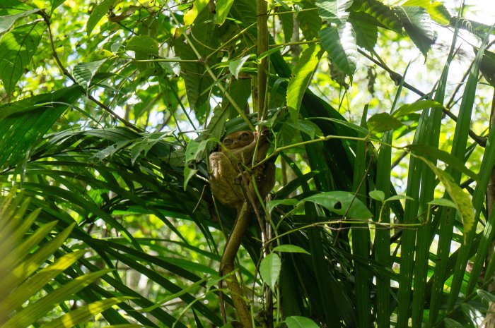 Tarsier, Bohol, Philippines